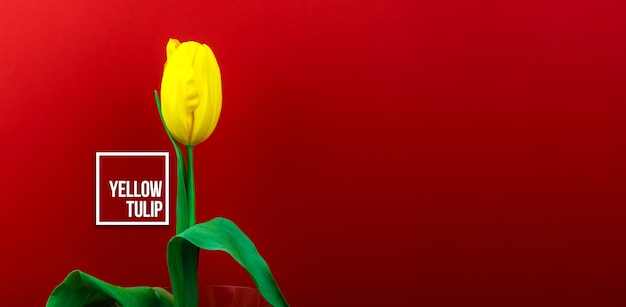 Foto macro de flor de tulipán amarillo sobre un fondo rojo con signo de texto, floristería y estudio de flores, banner y espacio de copia