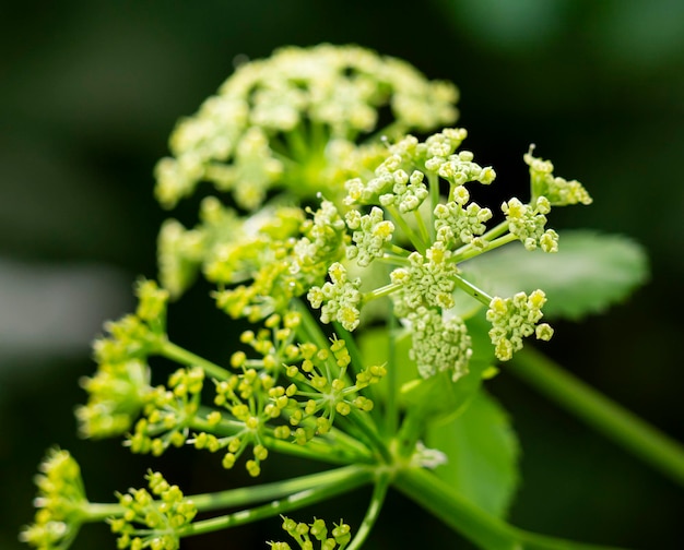 Una foto macro de la floración del blacklovage