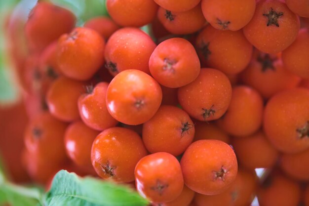 Foto macro de los frutos maduros de la ceniza de montaña