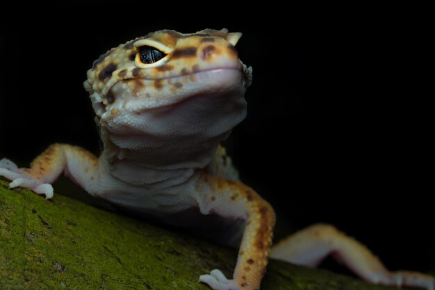 foto macro de gecko leopardo en la madera del bosque, aislado en fondo negro