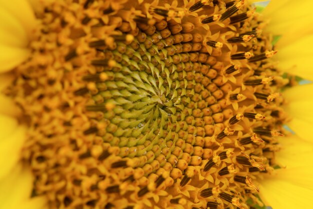 Foto macro de girasol