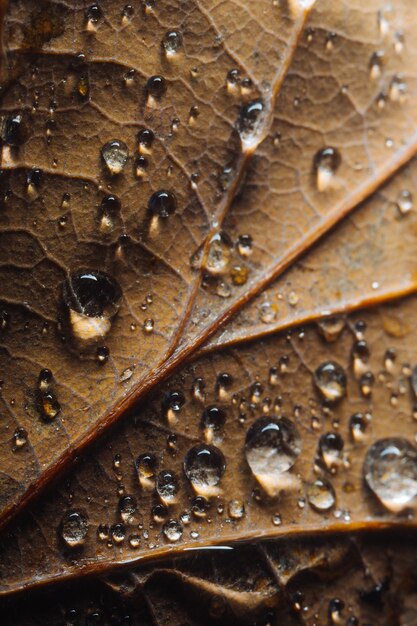 Foto una foto macro de gotas en una hoja de otoño marrón