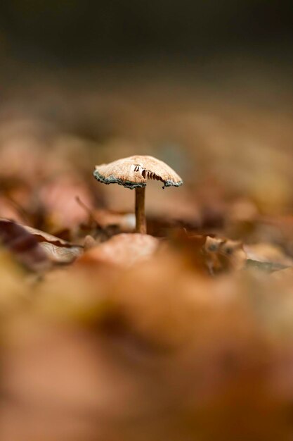 Una foto macro de un hongo en un terreno forestal con hojas