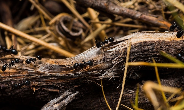 Foto macro de la hormiga reina roja retrato de la colonia de hormigas Acercarse en la sección de las hormigas negras y marrones