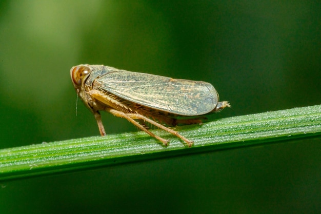 Una foto macro de una mariposa posada en una hoja