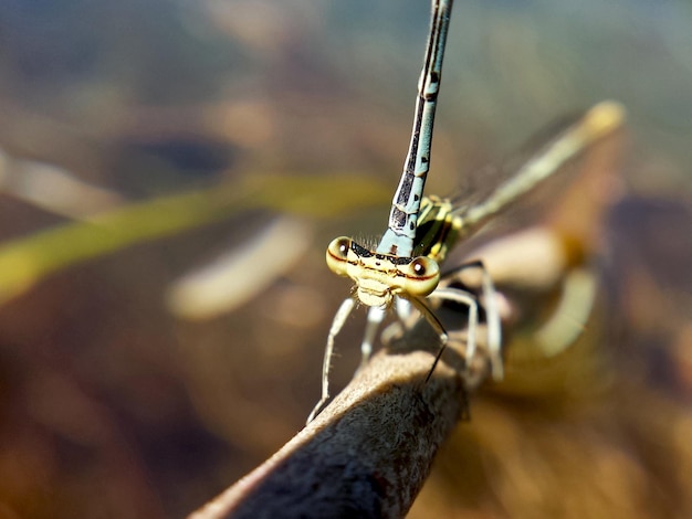 Una foto macro de la muchacha.