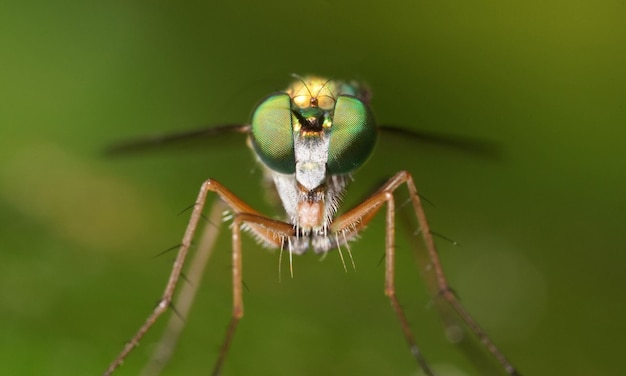 Foto macro muy detallada de una libélula. Tomada macro que muestra detalles de los ojos y la cabeza de la libélula.