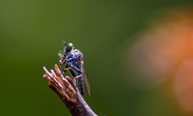 Foto macro muy detallada de una libélula. Tomada macro que muestra detalles de los ojos y la cabeza de la libélula.