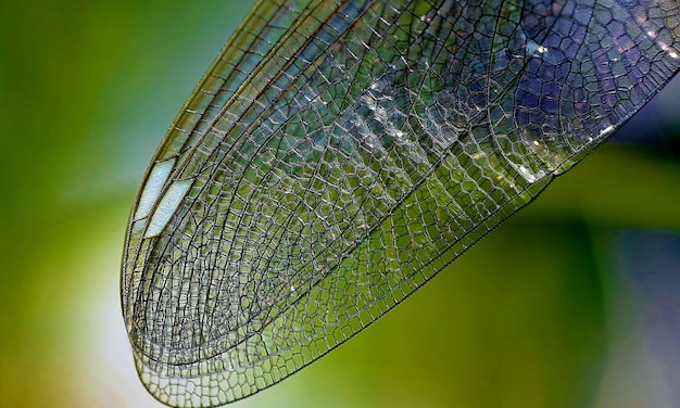 Foto macro muy detallada de una libélula Tomada macro que muestra detalles de los ojos de la libélula