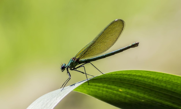 Foto macro muy detallada de una libélula Tomada macro que muestra detalles de los ojos de la libélula