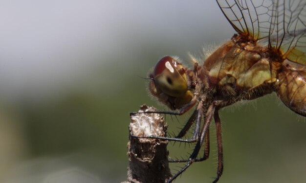 Foto macro muy detallada de una libélula Tomada macro que muestra detalles de los ojos de la libélula