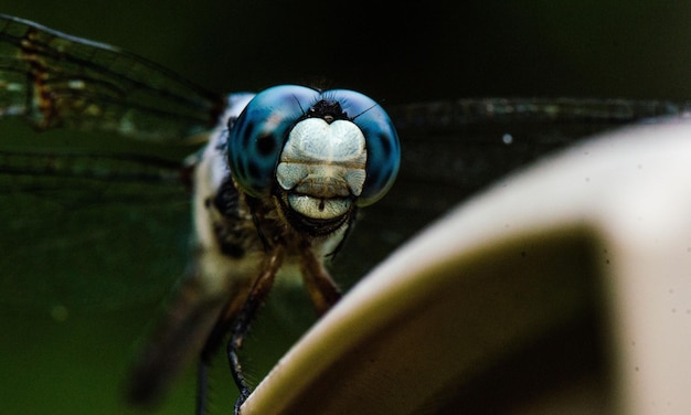 Foto foto macro muy detallada de una libélula tomada macro que muestra detalles de los ojos de la libélula