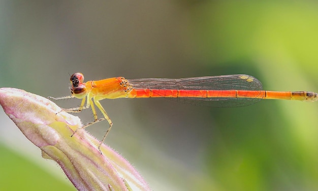 Foto foto macro muy detallada de una libélula tomada macro que muestra detalles de los ojos de la libélula