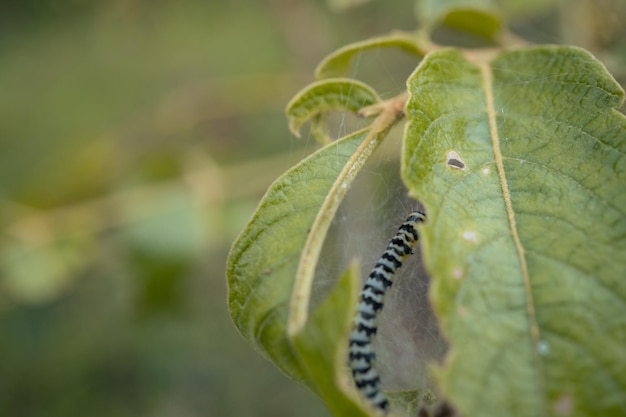 Foto macro de oruga cuando se come hoja verde y metamorfosis.