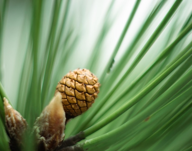 foto macro de un pequeño cono en una rama de pino en el bosque