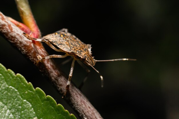 Foto una foto macro de un pequeño insecto en la naturaleza al aire libre