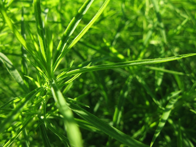 Foto macro de planta de hierba verde soleado de verano