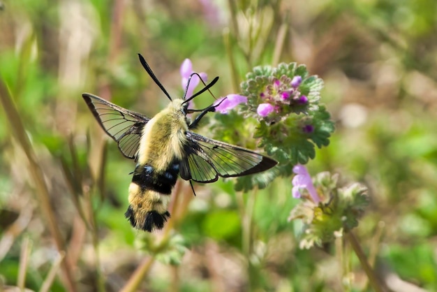 Una foto macro de una polilla de alas claras en una flor púrpura