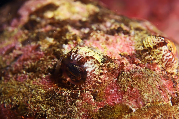 foto macro submarina de peces de mar