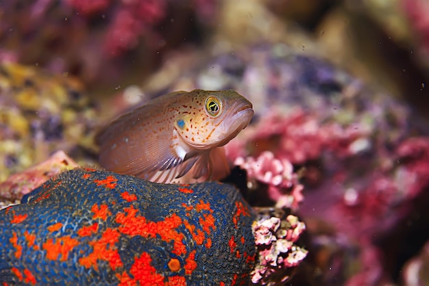 foto macro submarina de peces de mar