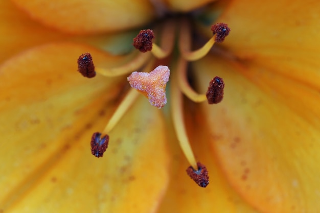 Foto macro de textura de flor amarilla