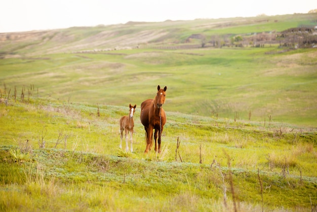 Foto de una madre caballo y potrillo en el campo, hermosos animales marrones