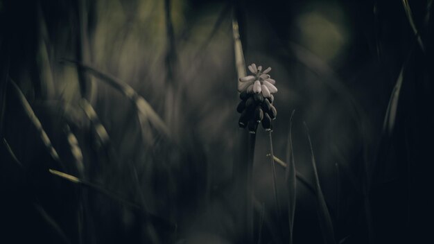 Foto foto de mal humor con una pequeña flor en la hierba verde