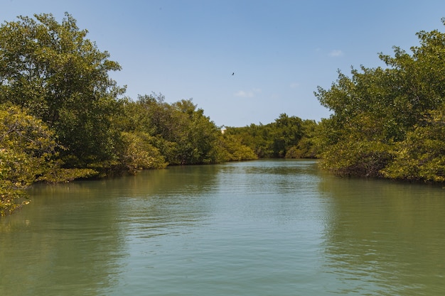 Foto de manglar. Mangle. Cría de cangrejos