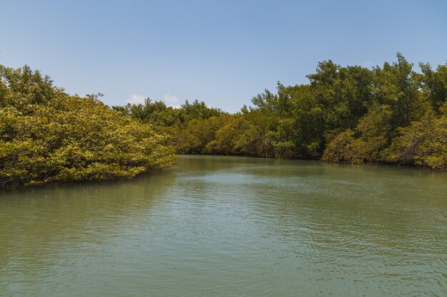 Foto de manglar. Mangle. Cría de cangrejos