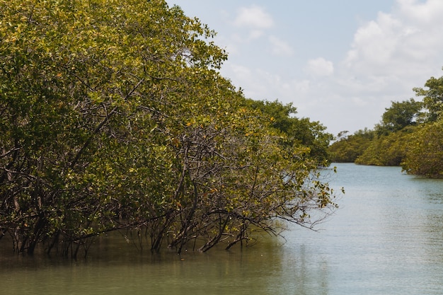 Foto de manglar. Mangle. Cría de cangrejos