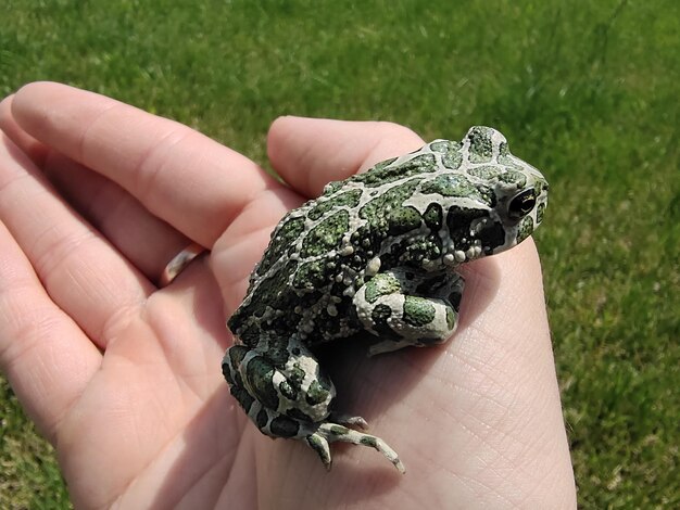 Foto mano sostiene una rana verde el concepto de protección de la ecología de la vida silvestre