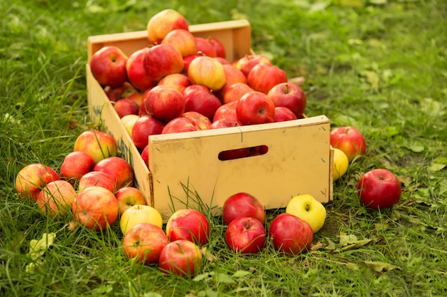 Foto de manzanas rojas recién recogidas en un cajón de madera sobre la hierba en la luz del sol.