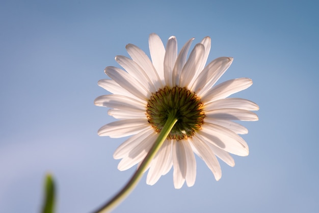 Foto de una manzanilla sobre fondo de cielo azul. Flor de la margarita en la pradera soleada, de cerca, copie el espacio.