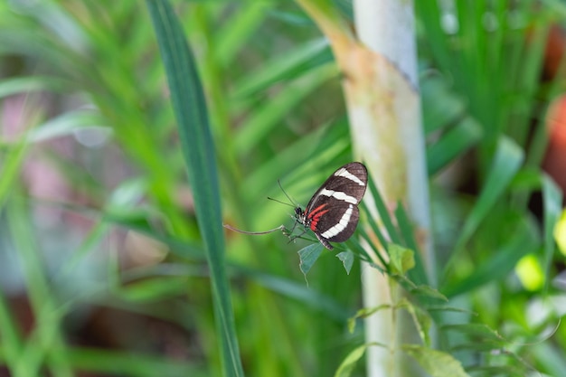 Foto de mariposa con alas negras mariposa en la naturaleza insecto mariposa primer plano