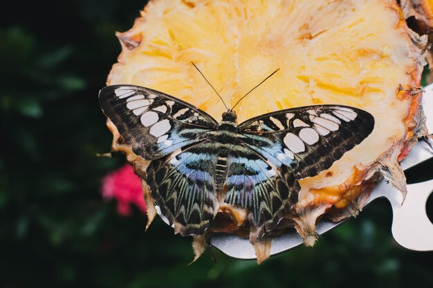 foto de una mariposa con un fondo de fruta