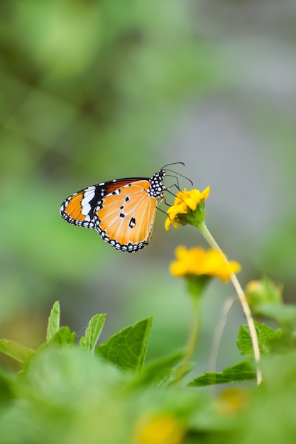Foto de una mariposa monarca sobre una flor amarilla en un jardín.