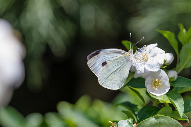 Foto de una mariposa sobre una flor