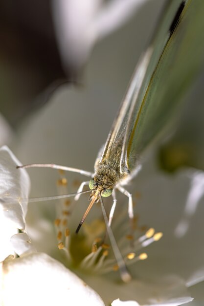 Foto de una mariposa sobre una flor