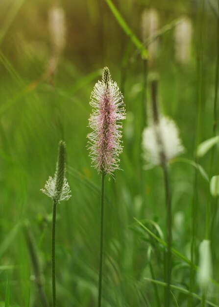 Foto mit geringer Schärfentiefe, nur die Blume des Spitzwegerichs (Lammzunge, Plantago lanceolata) im Fokus, mit verschwommenem grünem Bokeh im Hintergrund. Abstrakter Frühlingshintergrund.