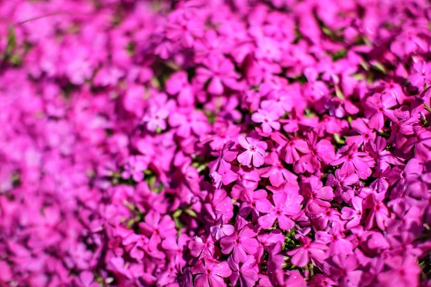 Foto mit geringer Schärfentiefe, nur wenige Blumen im Fokus, rosa Blumenbeet. Blumenhintergrund des abstrakten Frühlingsgartens.