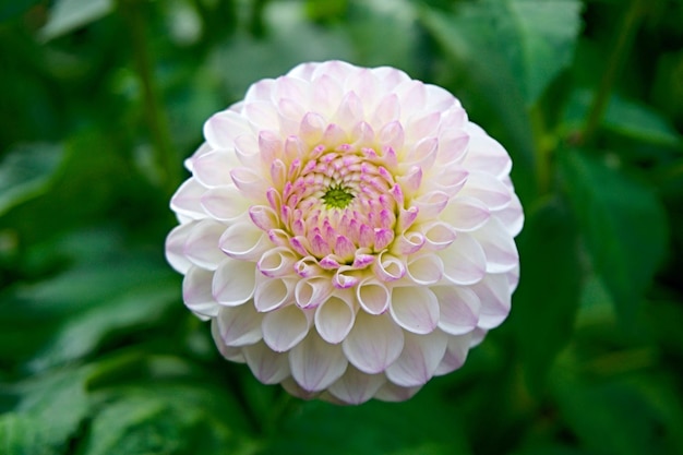 Foto foto mit naturblumen-hintergrundtapeten