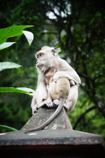 Foto de un mono sosteniendo a su hijo en la valla