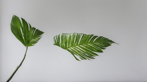 Foto Monstera delicosa Blatt auf weißem Hintergrund