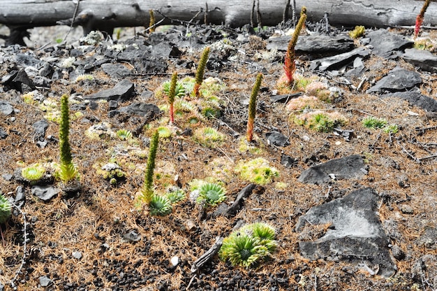 Foto montaña plantas molodilo