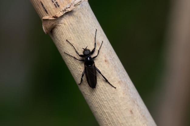 Foto de una mosca de ojos negros bajando flores de trigo