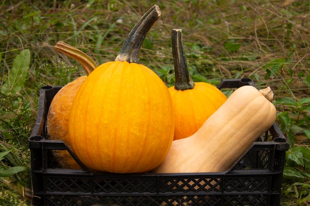 En esta foto se muestra una caja de calabazas.