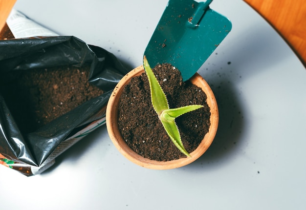 Foto de mujer poniendo un poco de tierra en una maceta con una plantita en ella