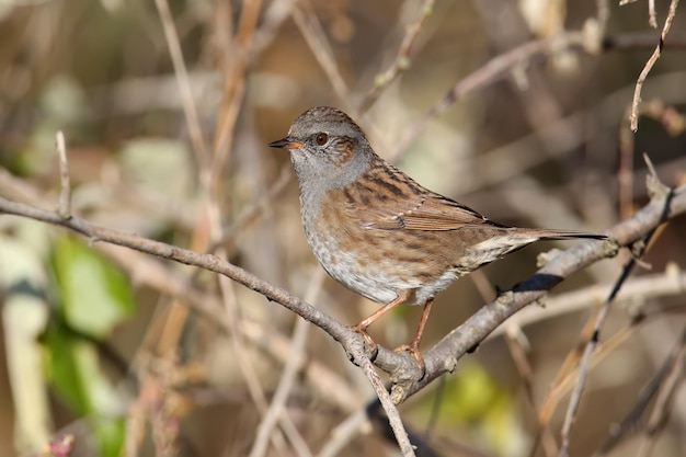 Foto muy cercana de dunnock (Prunella modularis) en hábitat natural. El pájaro se posa sobre una rama delgada en un denso arbusto bajo el sol de la mañana. Cerca de la foto