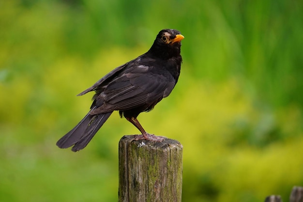 Una foto muy hermosa de un pájaro.