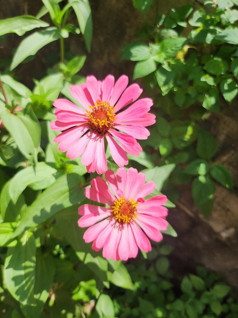 Foto Nahaufnahme einer blühenden Blume mit Stiel